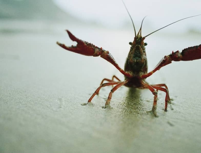 The Caspian Sea and River Crayfish: Where's the Catch?